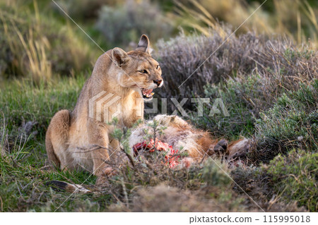 Puma sits between bushes with guanaco carcase 115995018