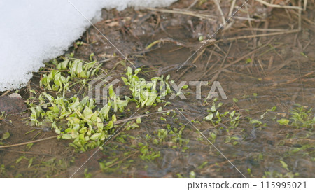 Sprouts of the first grass in a spring stream, snow lies on the banks. First green grass in spring. Slow motion. Sprouts of the first grass in a spring stream, snow lies on the banks. First green grass in spring. Slow motion. 115995021