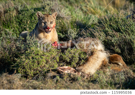 Puma sits by guanaco carcase opening mouth 115995036