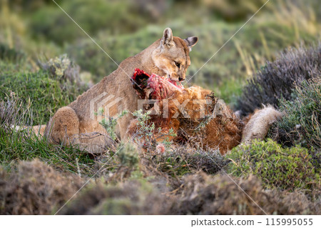 Puma sits eating guanaco kill in bushes Puma sits eating guanaco kill in bushes 115995055