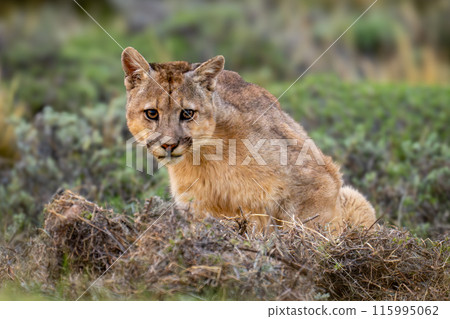 Puma sits in bushes staring at camera 115995062
