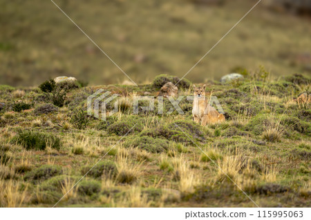 Puma sits in bushy scrubland watching camera 115995063