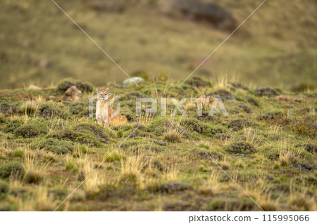 Puma sits in scrubland with van behind 115995066