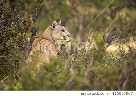 Puma sits in thick bushes looking out Puma sits in thick bushes looking out 115995067
