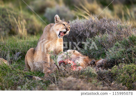 Puma sits opening mouth by guanaco kill 115995078