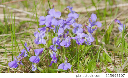 Sweet violet viola odorata. Plants with green leaves, blue flowers in wild nature. Slow motion. 115995107
