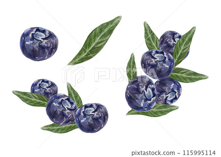 Blueberry. Berries and leaves. Hand drawn watercolor illustration isolated on white background. For greeting cards, invitations, food and cosmetic labels, menus, banners. 115995114