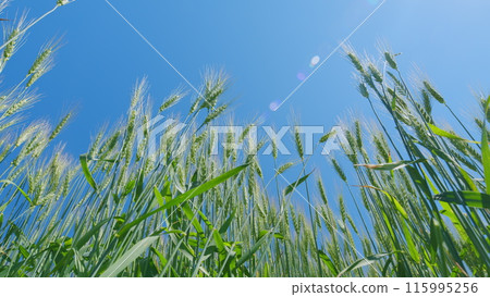 Natural golden wheat field. Low anlgle view. Healthy food. Ripening wheat field at summer day. Harvest on fertile soil. Natural golden wheat field. Low anlgle view. Healthy food. Ripening wheat field at summer day. Harvest on fertile soil. 115995256