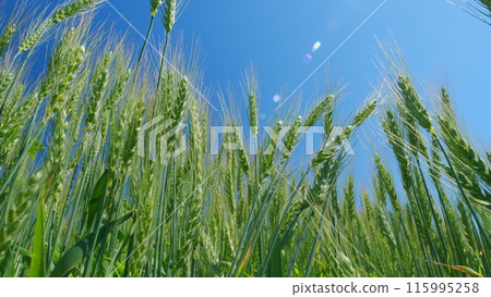 Low anlgle view. Golden ears are slowly swaying in wind. Beautiful blue sky. Grains growing leaves industry farm lands. Low anlgle view. Golden ears are slowly swaying in wind. Beautiful blue sky. Grains growing leaves industry farm lands. 115995258