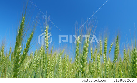 Spikelets of wheat sway in wind. Famine in world. Beautiful blue sky. Low anlgle view. Harvest and harvesting concept. 115995260