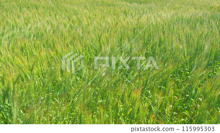 Long wheat stalks swaying as a gentle summer breeze. Field of ripening wheat. Agriculture concept. Long wheat stalks swaying as a gentle summer breeze. Field of ripening wheat. Agriculture concept. 115995303