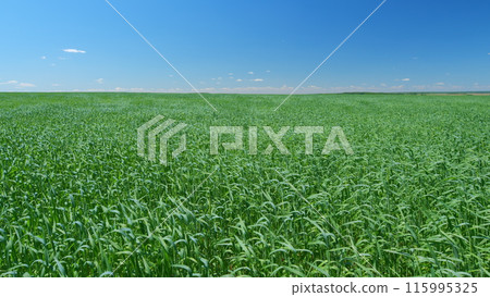 Wind waves on green grass. Grass develops in wind on a warm sunny day. Wide shot. 115995325