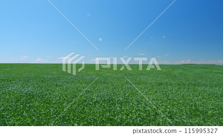 Agricultural landscape in summer time. Green spikelets of field grass waving under bursts of wind. Wide shot. 115995327