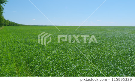 Agriculture summer background. Grain field for baking bread. Summer nature in movement. Wide shot. 115995329