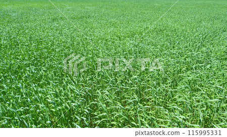 Meadow grass with sun. Grass swaying in the wind. Natural spring background. Wide shot. 115995331