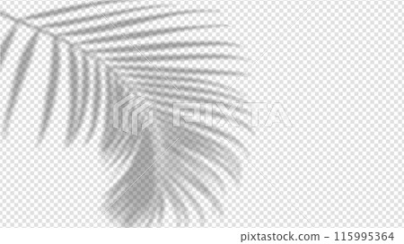 Shadow overlay from a palm tree branch isolated on a transparent background. Shadow overlay from a palm tree branch isolated on a transparent background. 115995364