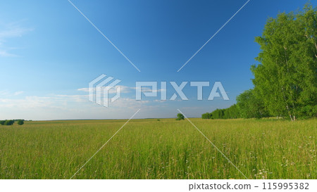 Grass meadows in the flowering period in early summer. Green forest on the edge of meadow field in Europe. Wide shot. Grass meadows in the flowering period in early summer. Green forest on the edge of meadow field in Europe. Wide shot. 115995382