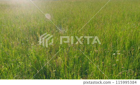 Green grass swaying in the wind. Grass waving in the winds very sunny. Slow motion. 115995384