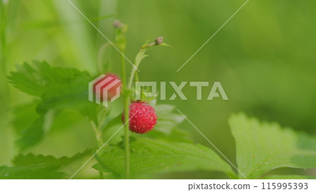 Wild strawberry berry grows in forest. Berry of ripe strawberries. Nature of Europe. Close up. Wild strawberry berry grows in forest. Berry of ripe strawberries. Nature of Europe. Close up. 115995393