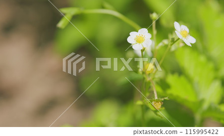 Unripe fruit growing in garden. Strawberry crop, bush with green berries and flowers. Close up. Unripe fruit growing in garden. Strawberry crop, bush with green berries and flowers. Close up. 115995422