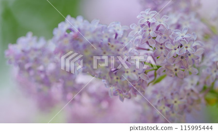 Beautiful spring blooming lilac flowers. Nature blooming macro flowers backdrop. Slow motion. Beautiful spring blooming lilac flowers. Nature blooming macro flowers backdrop. Slow motion. 115995444