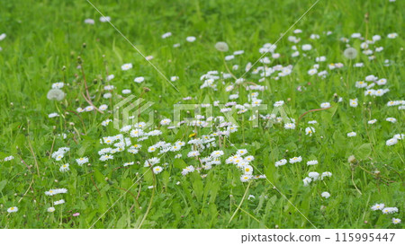 White flowers with big yellow center. Chamomile flower sways in the wind in the sun on a summer day. Slow motion. White flowers with big yellow center. Chamomile flower sways in the wind in the sun on a summer day. Slow motion. 115995447