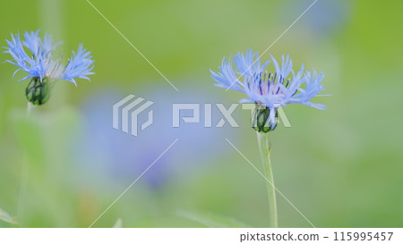 Centaurea montana mountain cornflower blue purple flowers in bloom. Flowering plant in the family asteraceae, native to europe. Slow motion. Centaurea montana mountain cornflower blue purple flowers in bloom. Flowering plant in the family asteraceae, native to europe. Slow motion. 115995457
