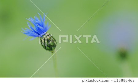 Pink and blue and purple cornflower against a soft green backdrop. Knapweed bluet flowering plant also called bachelors button. Slow motion. Pink and blue and purple cornflower against a soft green backdrop. Knapweed bluet flowering plant also called bachelors button. Slow motion. 115995462