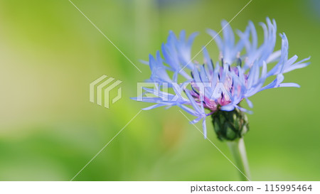 Centaurea montana, knapweed bluet flowering plant also called bachelors button. Slow motion. Centaurea montana, knapweed bluet flowering plant also called bachelors button. Slow motion. 115995464