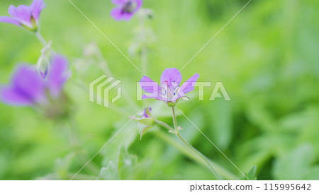 Geranium a springtime summer flower which is a spring herbaceous perennial plant commonly known as Geranium maculatum. Slow motion. 115995642