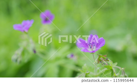 Bright pink magenta or violet wild geraniums blooming in a sunny spring forest. Wild geranium, geranium maculatum, geraniaceae. Slow motion. 115995644