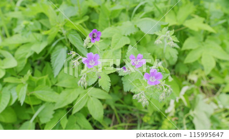 Blue wild geranium flower in Europe. Its botanical name is Geranium maculatum, native to mediterranean region. Slow motion. Blue wild geranium flower in Europe. Its botanical name is Geranium maculatum, native to mediterranean region. Slow motion. 115995647