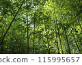  Bamboo grove 115995657