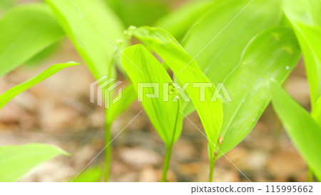 Spring in Europe. Tender wild lily of the valley on green natural background. Lily-of-the-valley in spring forest. Close up. 115995662