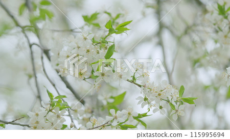 Beautiful white flowers background. Natural floral backdrop. Slow motion. Beautiful white flowers background. Natural floral backdrop. Slow motion. 115995694