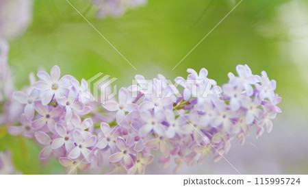 Blooming lilac in the garden. Flowering lilac bush. Branch of lilac flowers. Slow motion. Blooming lilac in the garden. Flowering lilac bush. Branch of lilac flowers. Slow motion. 115995724