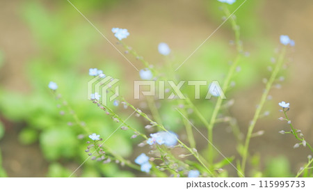 Forget-me-not flower with bright green leaves in the rays of the sun. Close up. 115995733