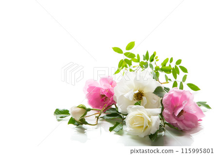 wooden light background with white and pink roses wooden light background with white and pink roses 115995801