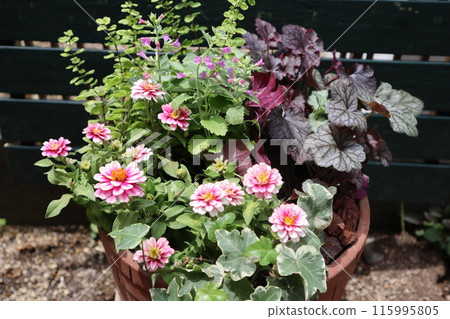 Pink zinnia flower arrangement Pink zinnia flower arrangement 115995805