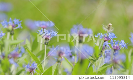 Blue cornflowers in the summer field. Flower of corflower centaurea cyanus or dwarf blue midget. Slow motion. 115995814
