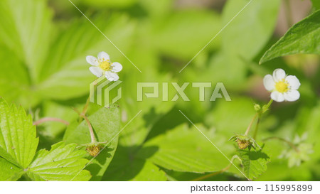 Beautiful unripe strawberries growing on in garden. Strawberry plant flower and fruit growing in garden. Close up. Beautiful unripe strawberries growing on in garden. Strawberry plant flower and fruit growing in garden. Close up. 115995899