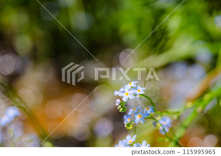 Forget-me-not flowers blooming in the field Forget-me-not flowers blooming in the field 115995965