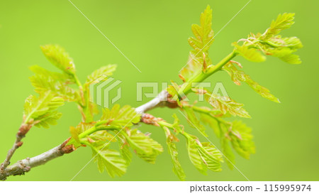 Fresh bright oak leaf, spring sprout in the woods. Light green leaves of a young oak. Close up. Fresh bright oak leaf, spring sprout in the woods. Light green leaves of a young oak. Close up. 115995974