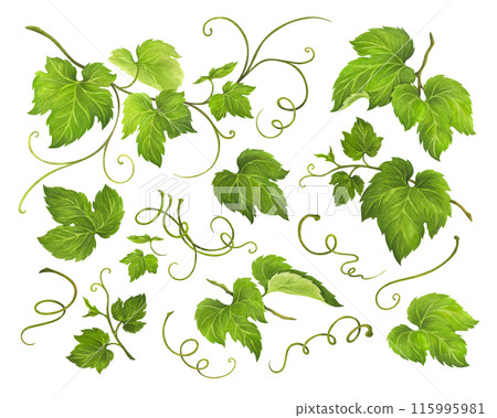 Set of Grape Leaves and Vine isolated on white background for logo, or wedding invitations, juice packaging, wine labels, promotional print for wineries and kitchen textiles 115995981