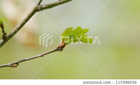 Young oak leaves. Background of green oak leaves, selective focus. Close up. Young oak leaves. Background of green oak leaves, selective focus. Close up. 115996036