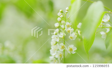 Blossoming bird cherry tree or prunus padus. Species of subgenus padus, which have flowers in racemes. Slow motion. Blossoming bird cherry tree or prunus padus. Species of subgenus padus, which have flowers in racemes. Slow motion. 115996055