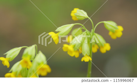 Yellow petals of the primrose flower in the wild. Cowslip or primrose, in a meadow. Yellow petals of the primrose flower in the wild. Cowslip or primrose, in a meadow. 115996067