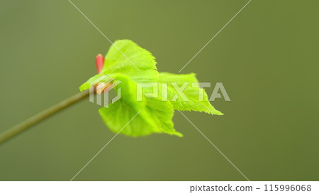 Spring has come. Nature and blooming in spring time. Arrival of spring concept. Nature wakes up. Shallow depth of field. Spring has come. Nature and blooming in spring time. Arrival of spring concept. Nature wakes up. Shallow depth of field. 115996068
