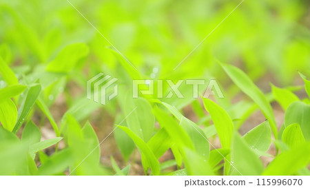 Green lily of the valley flower bushes in garden. Lily of the valley, convallaria majalis leaf in springtime. Close up. Green lily of the valley flower bushes in garden. Lily of the valley, convallaria majalis leaf in springtime. Close up. 115996070