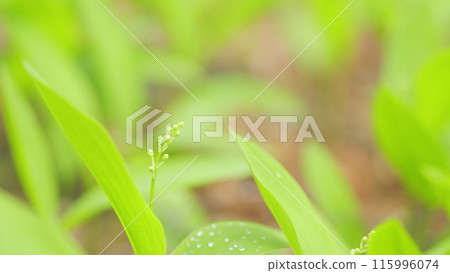 Spring in Europe. Fragrant thickets of delicate flowers. Lily of the valley in spring. Close up. Spring in Europe. Fragrant thickets of delicate flowers. Lily of the valley in spring. Close up. 115996074